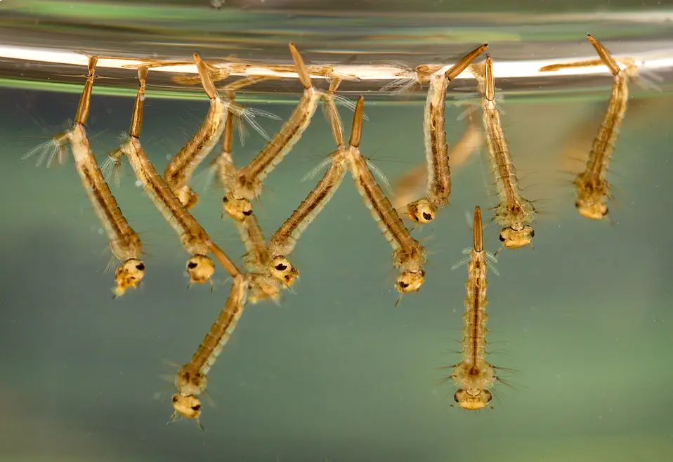 Close-up_of_Culex_mosquito_larvae_in_water